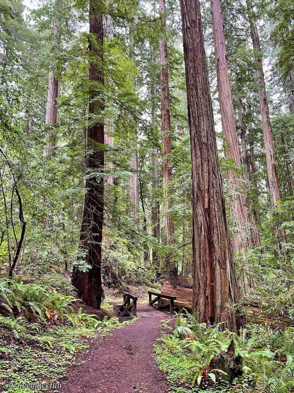 Humboldt Redwoods State Park,Avenue of the giants 40