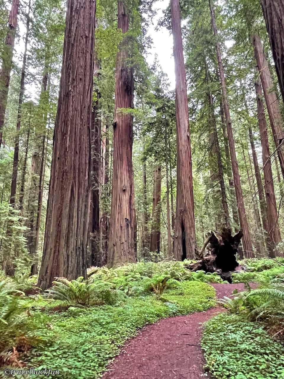Humboldt Redwoods State Park,Avenue of the giants 42