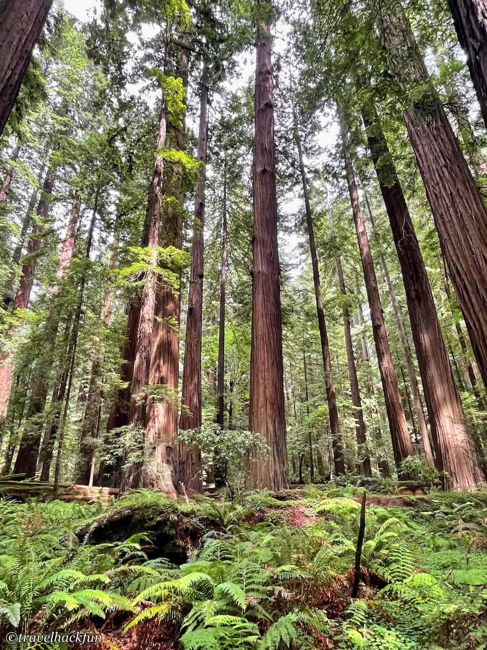 Humboldt Redwoods State Park,Avenue of the giants 45