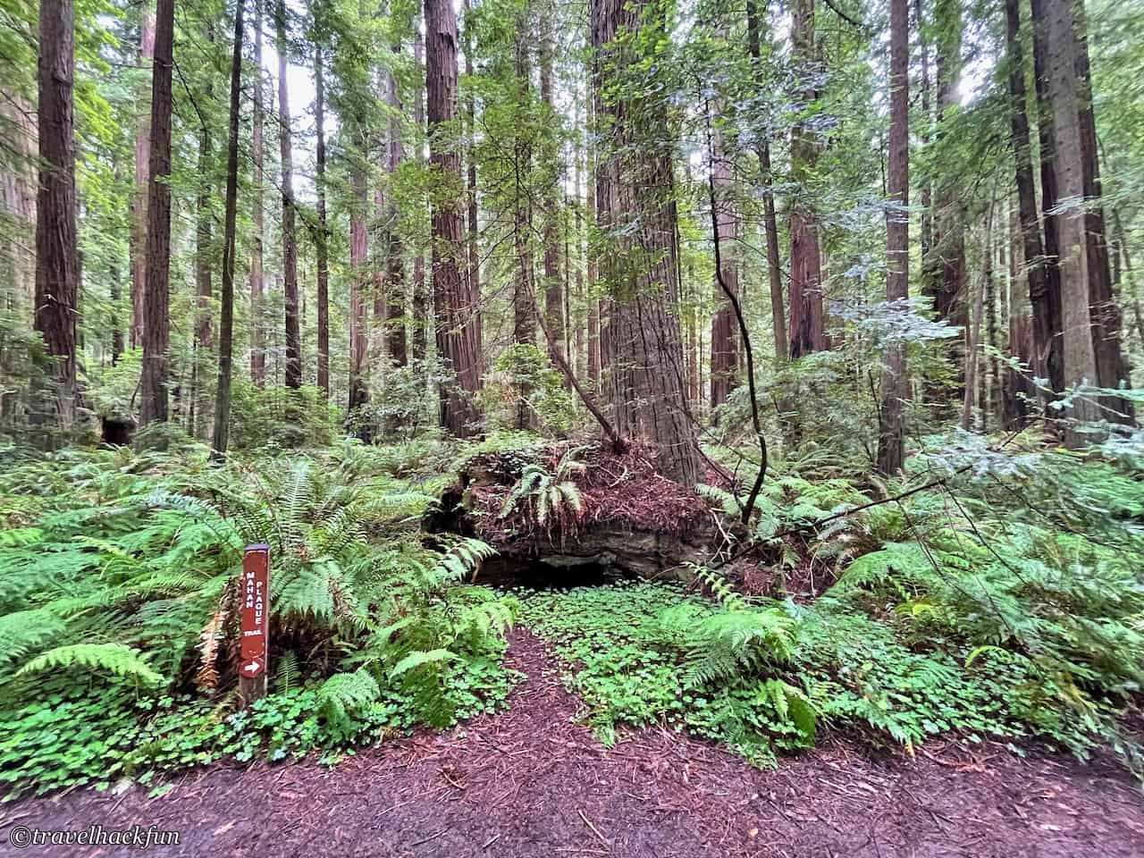 Humboldt Redwoods State Park,Avenue of the giants 48