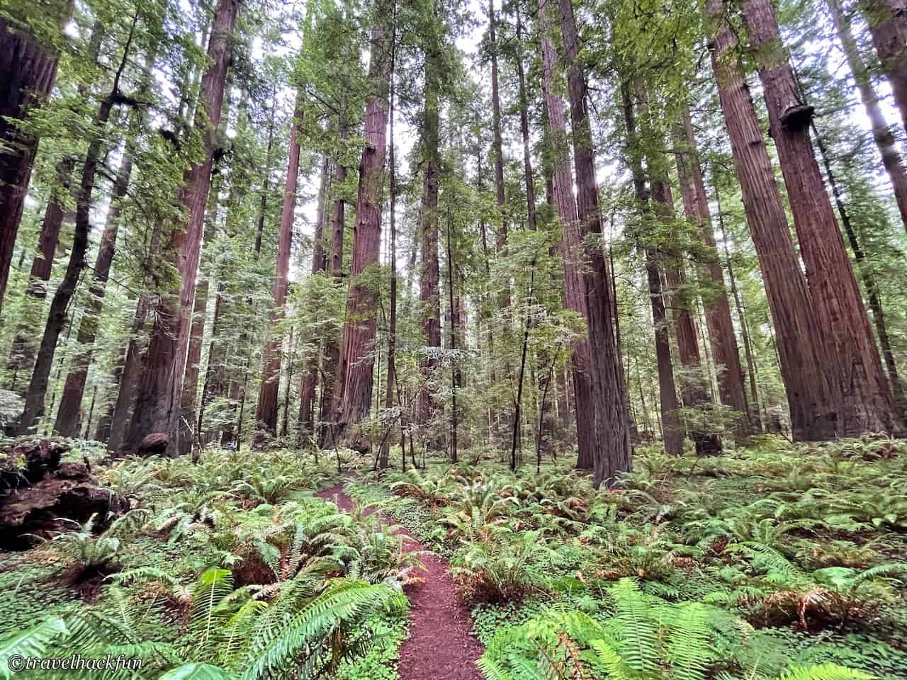 Humboldt Redwoods State Park,Avenue of the giants 49