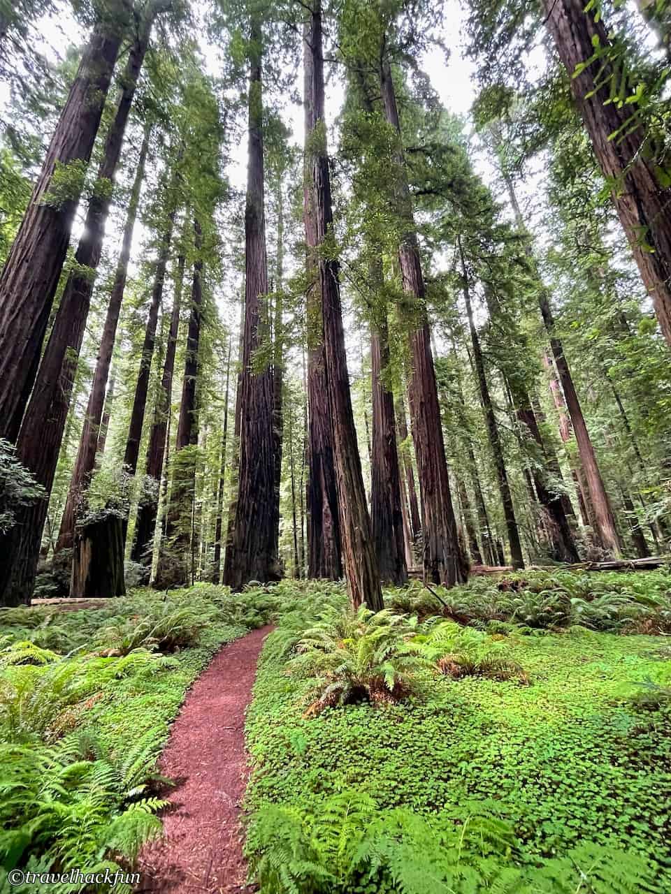 Humboldt Redwoods State Park,Avenue of the giants 47