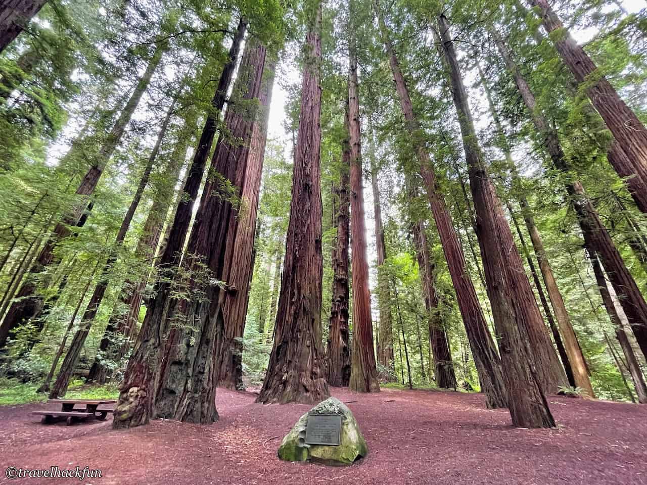 Humboldt Redwoods State Park,Avenue of the giants 50