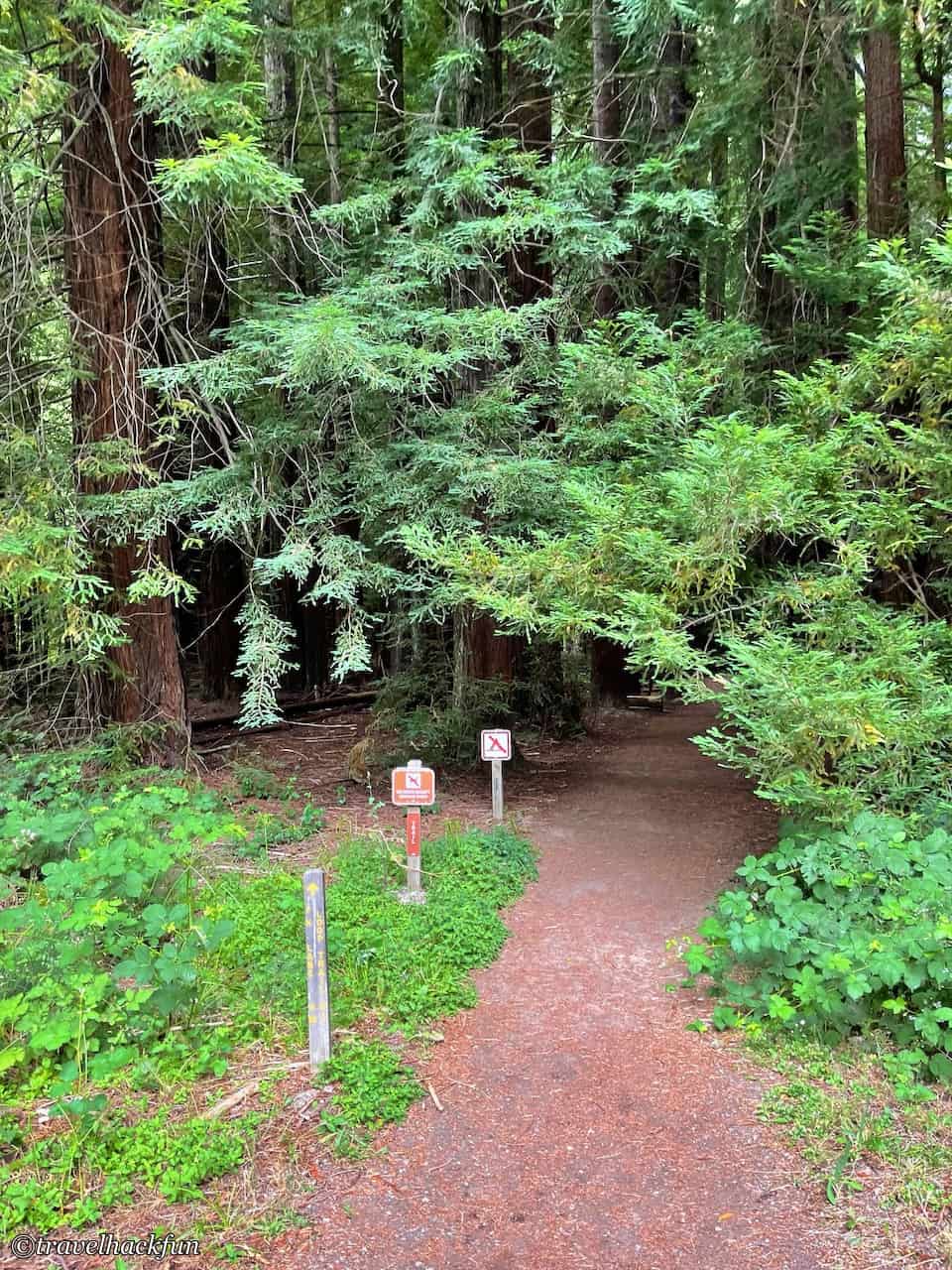Humboldt Redwoods State Park,Avenue of the giants 51