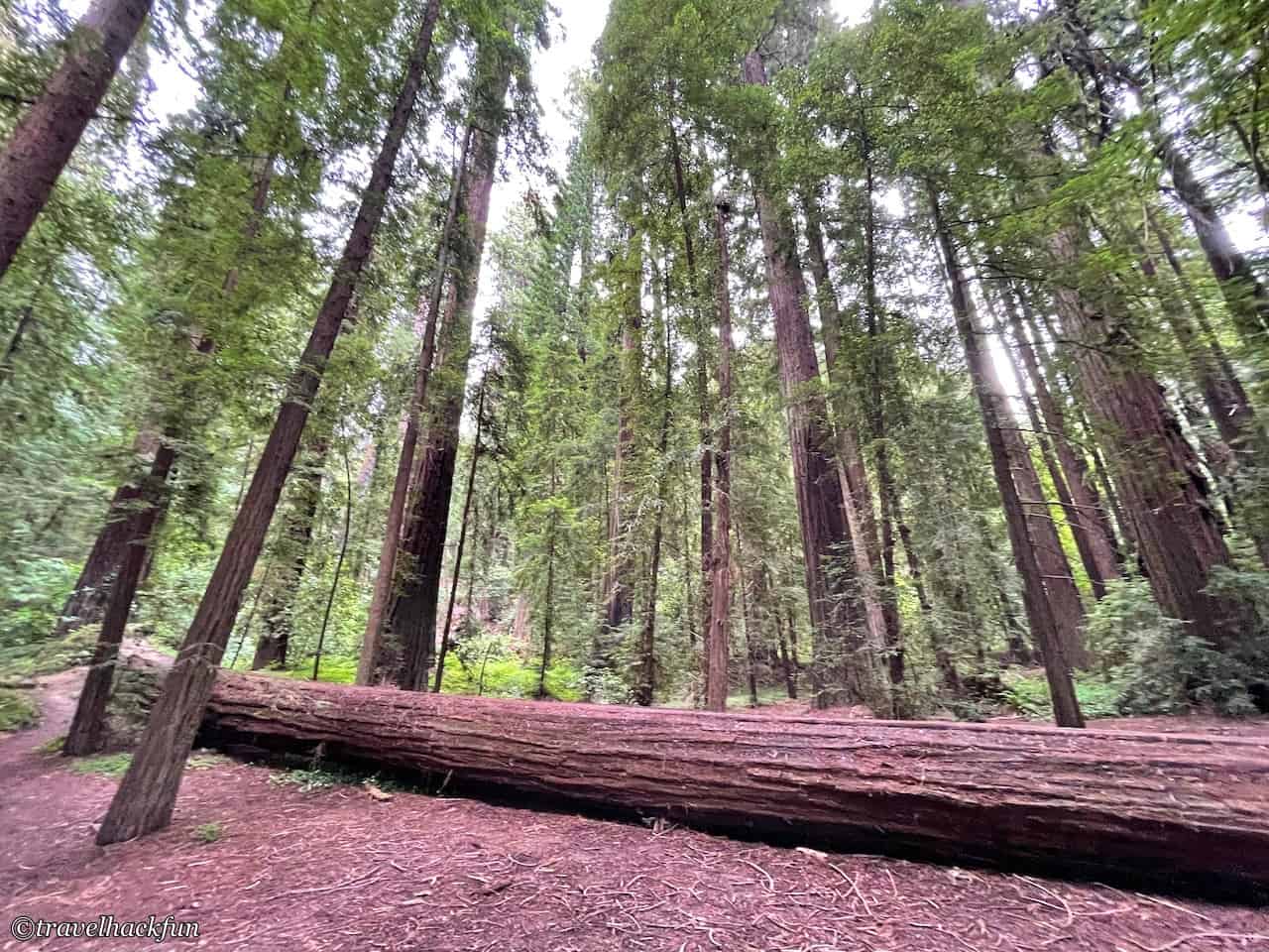Humboldt Redwoods State Park,Avenue of the giants 55