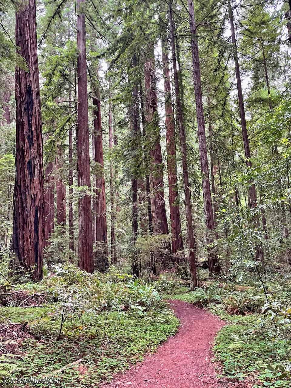 Humboldt Redwoods State Park,Avenue of the giants 53