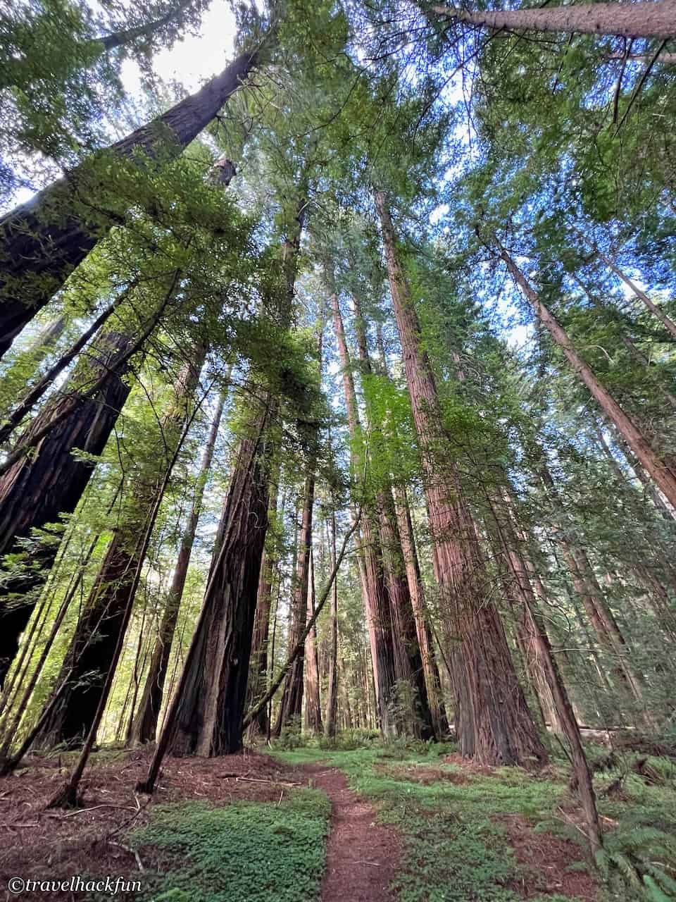 Humboldt Redwoods State Park,Avenue of the giants 59