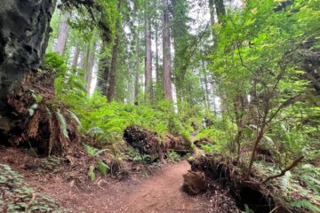 Redwood national park,紅木國家公園 1