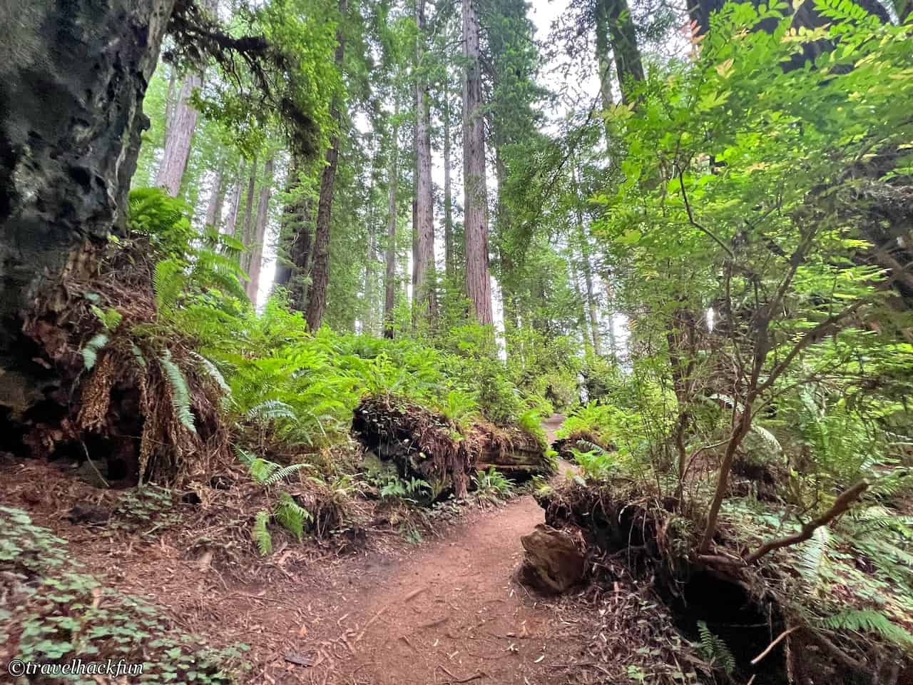 Redwood national park 紅木國家公園