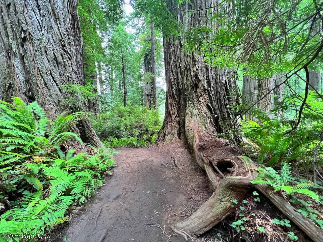 Redwood national park,紅木國家公園 10