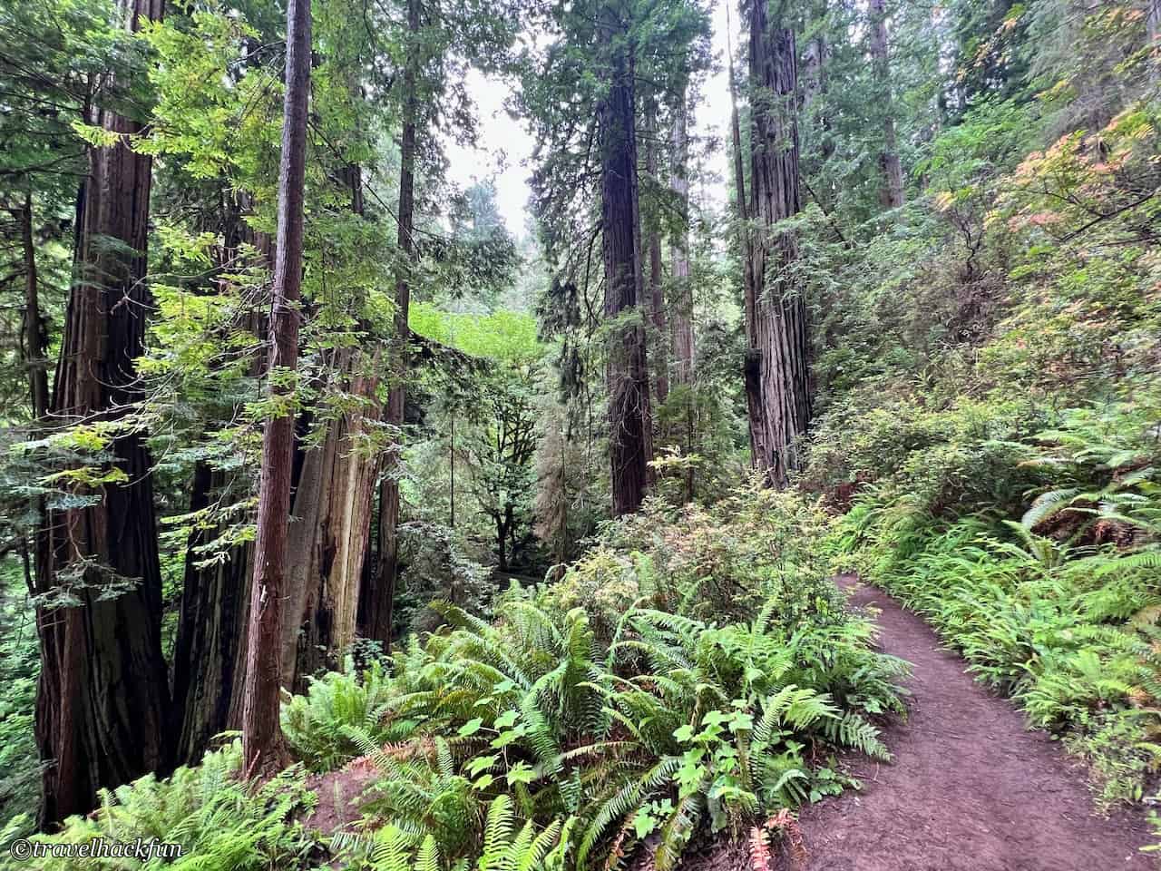 Redwood national park,紅木國家公園 8