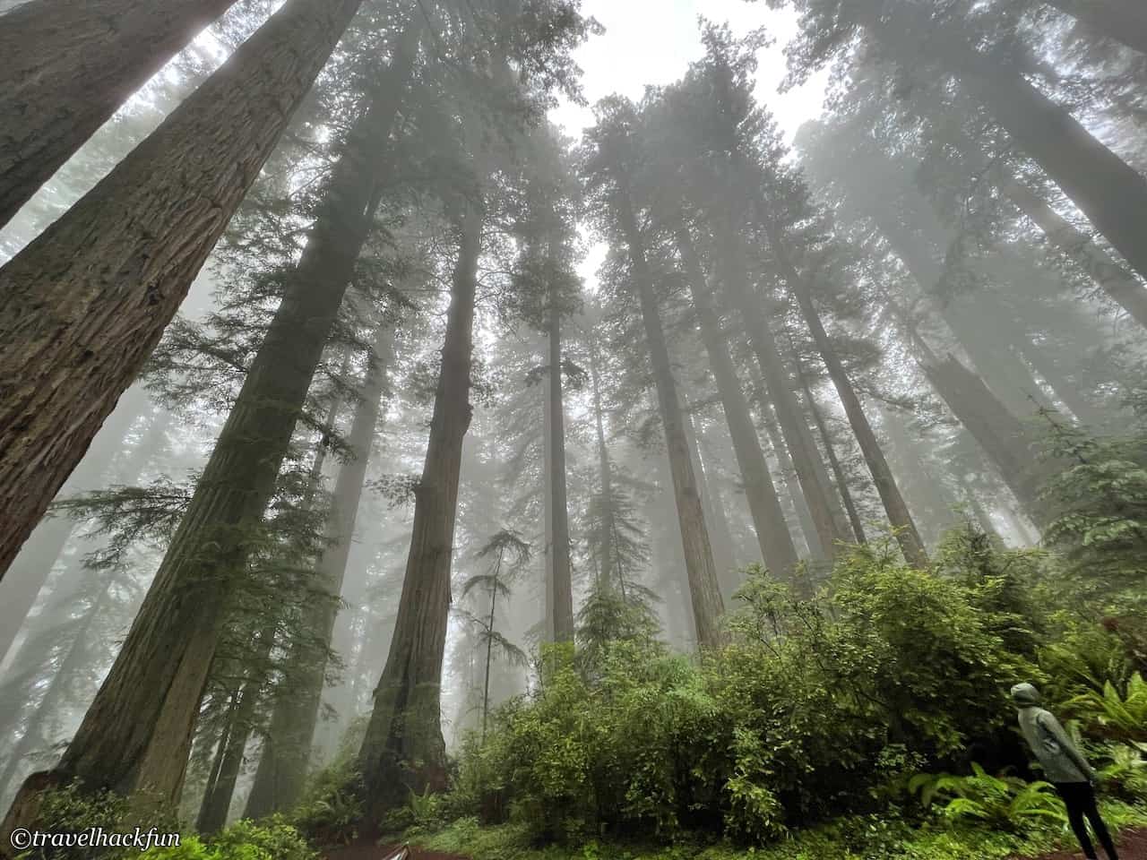 Redwood national park,紅木國家公園 18