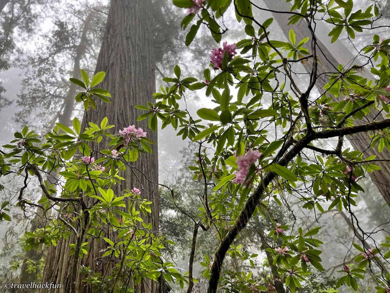 Redwood national park,紅木國家公園 19
