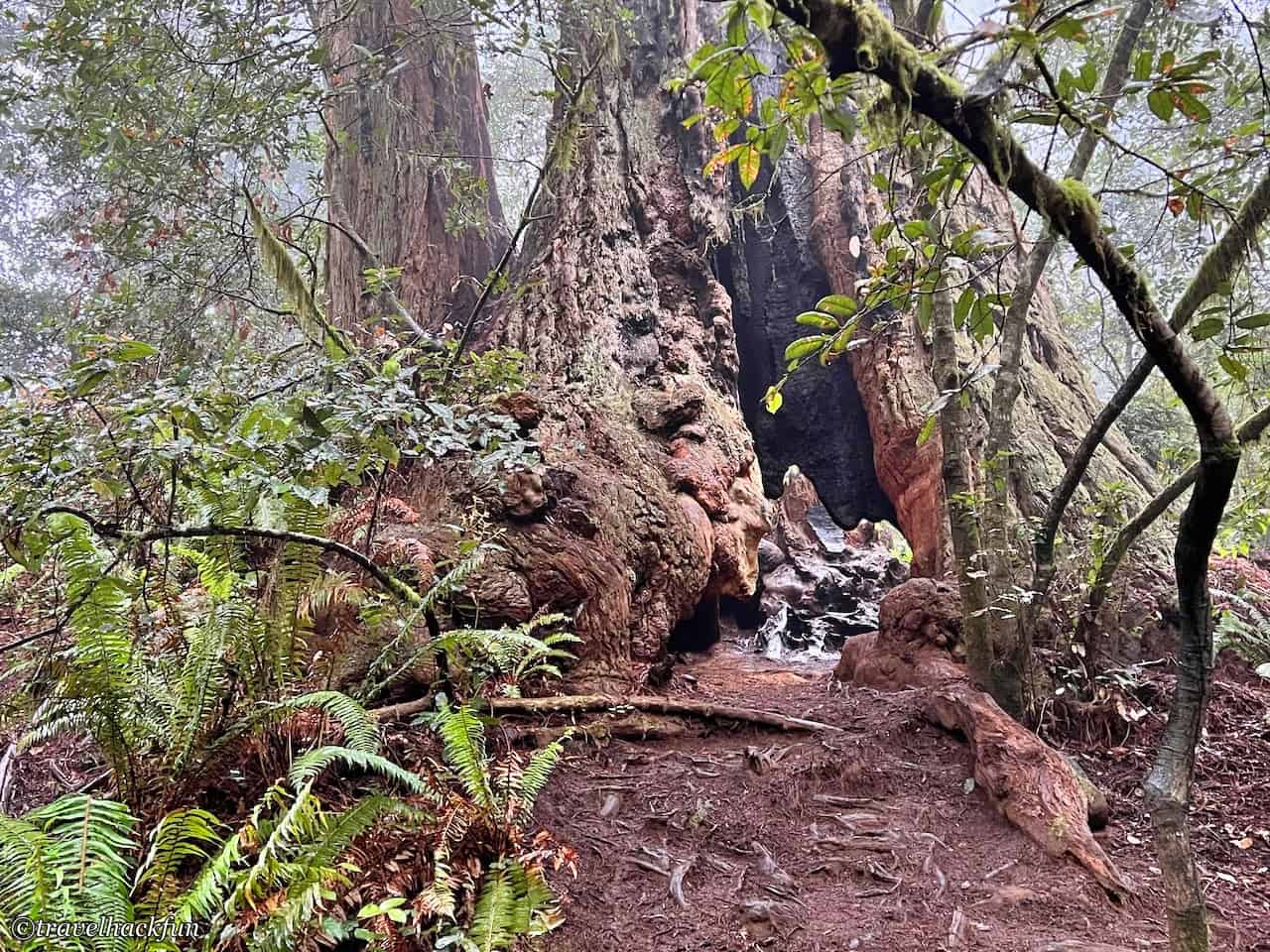 Redwood national park,紅木國家公園 20