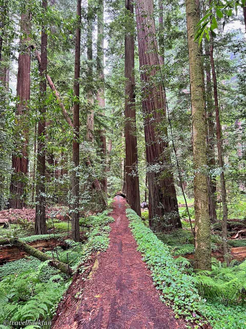 Humboldt Redwoods State Park,Avenue of the giants 12