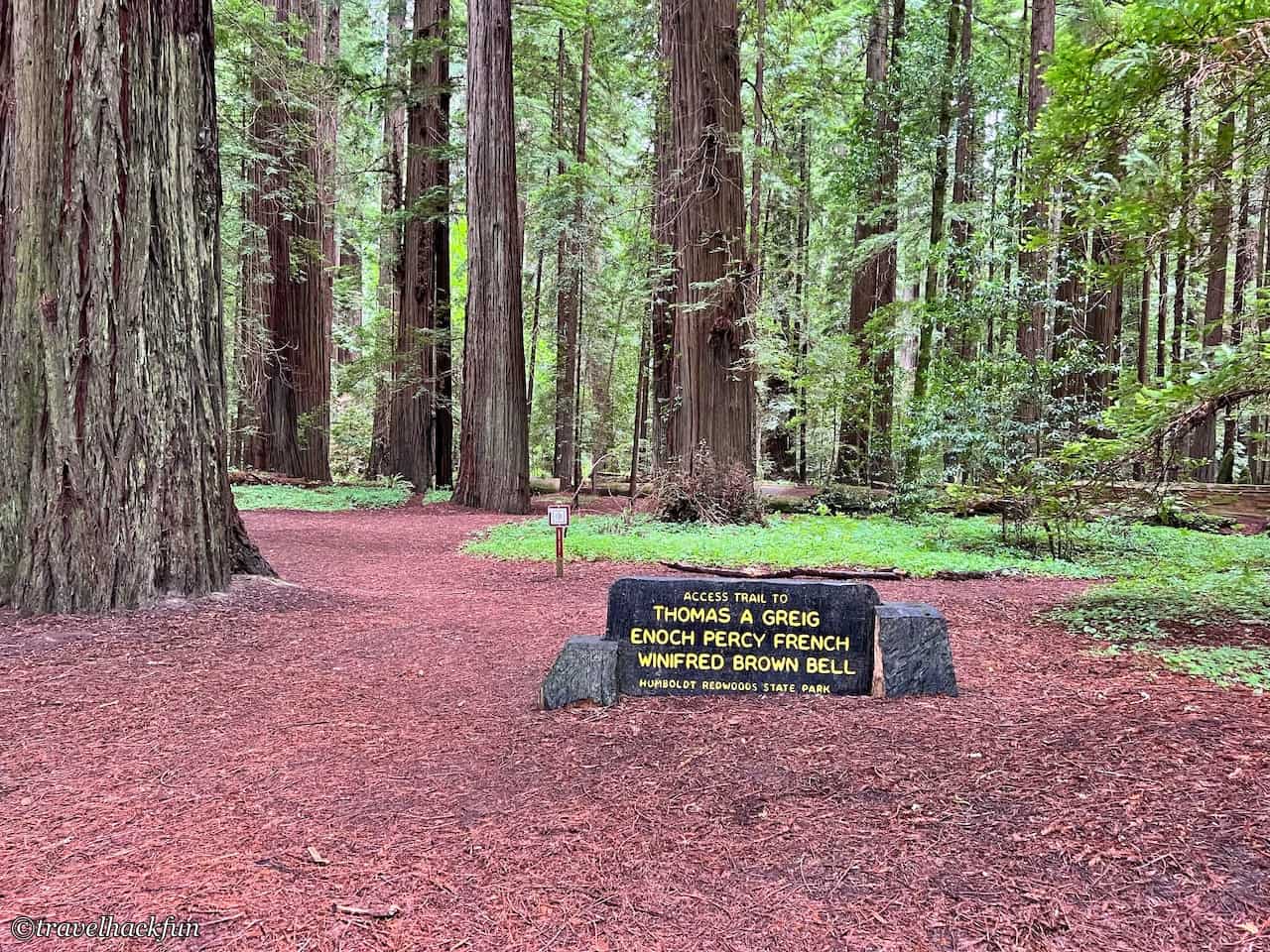 Humboldt Redwoods State Park,Avenue of the giants 16