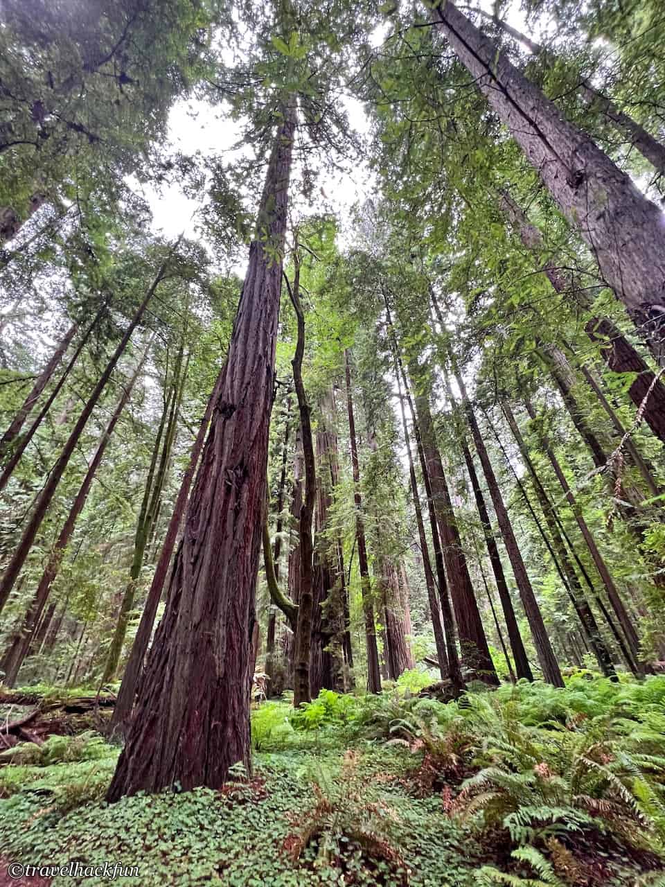 Humboldt Redwoods State Park,Avenue of the giants 19