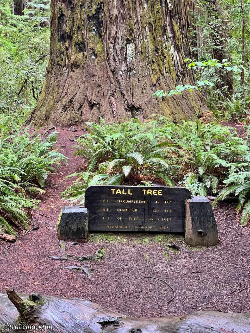Humboldt Redwoods State Park,Avenue of the giants 36