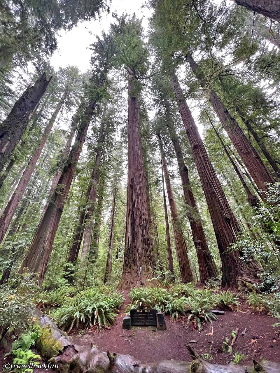 Humboldt Redwoods State Park,Avenue of the giants 37