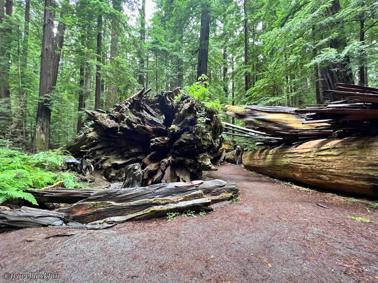 Humboldt Redwoods State Park,Avenue of the giants 43