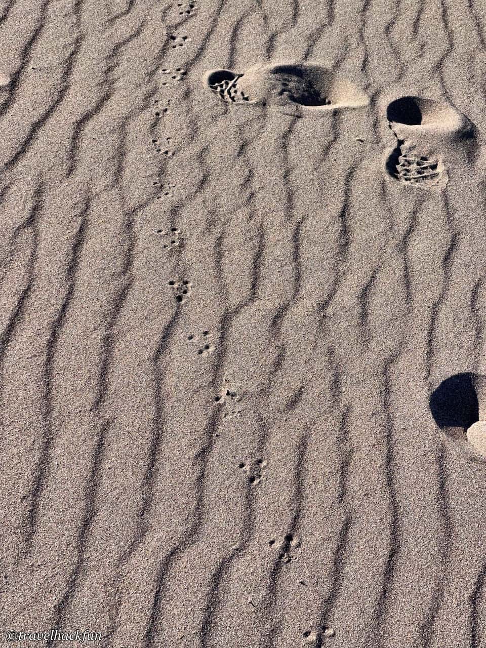 great sand dunes,大沙丘國家公園 24
