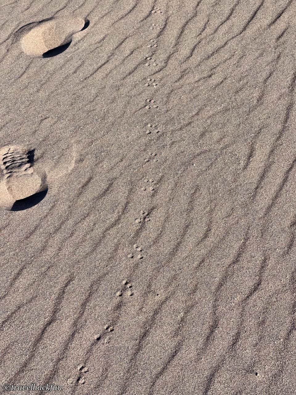 great sand dunes,大沙丘國家公園 25
