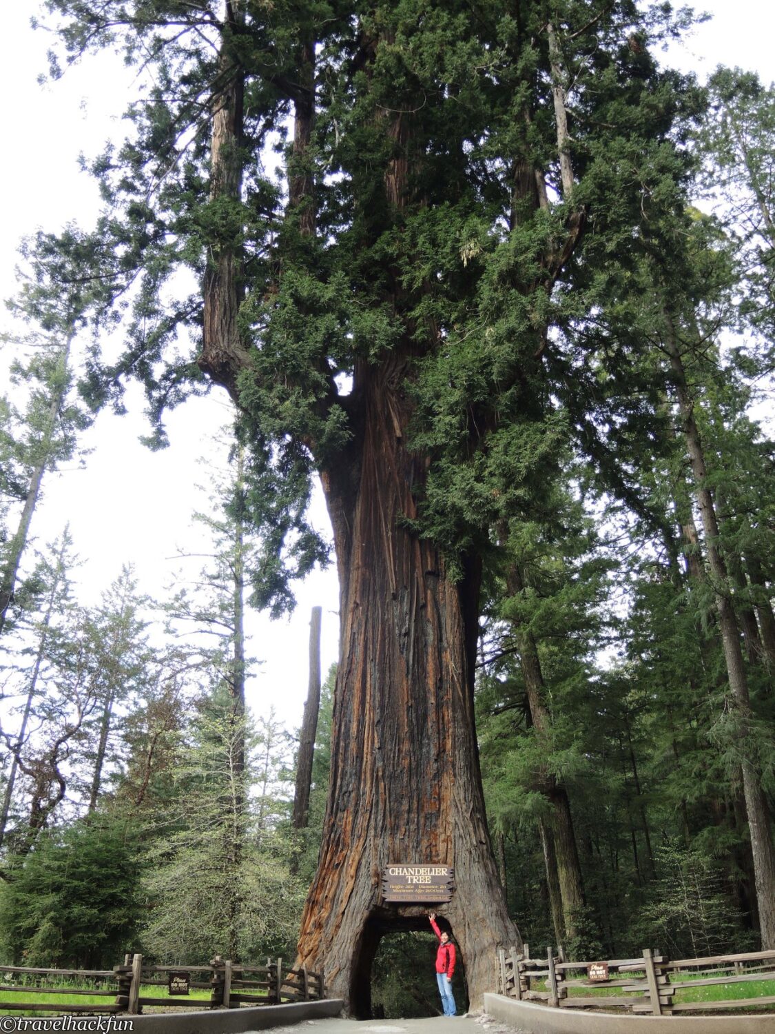 Humboldt Redwoods State Park,Avenue of the giants 64