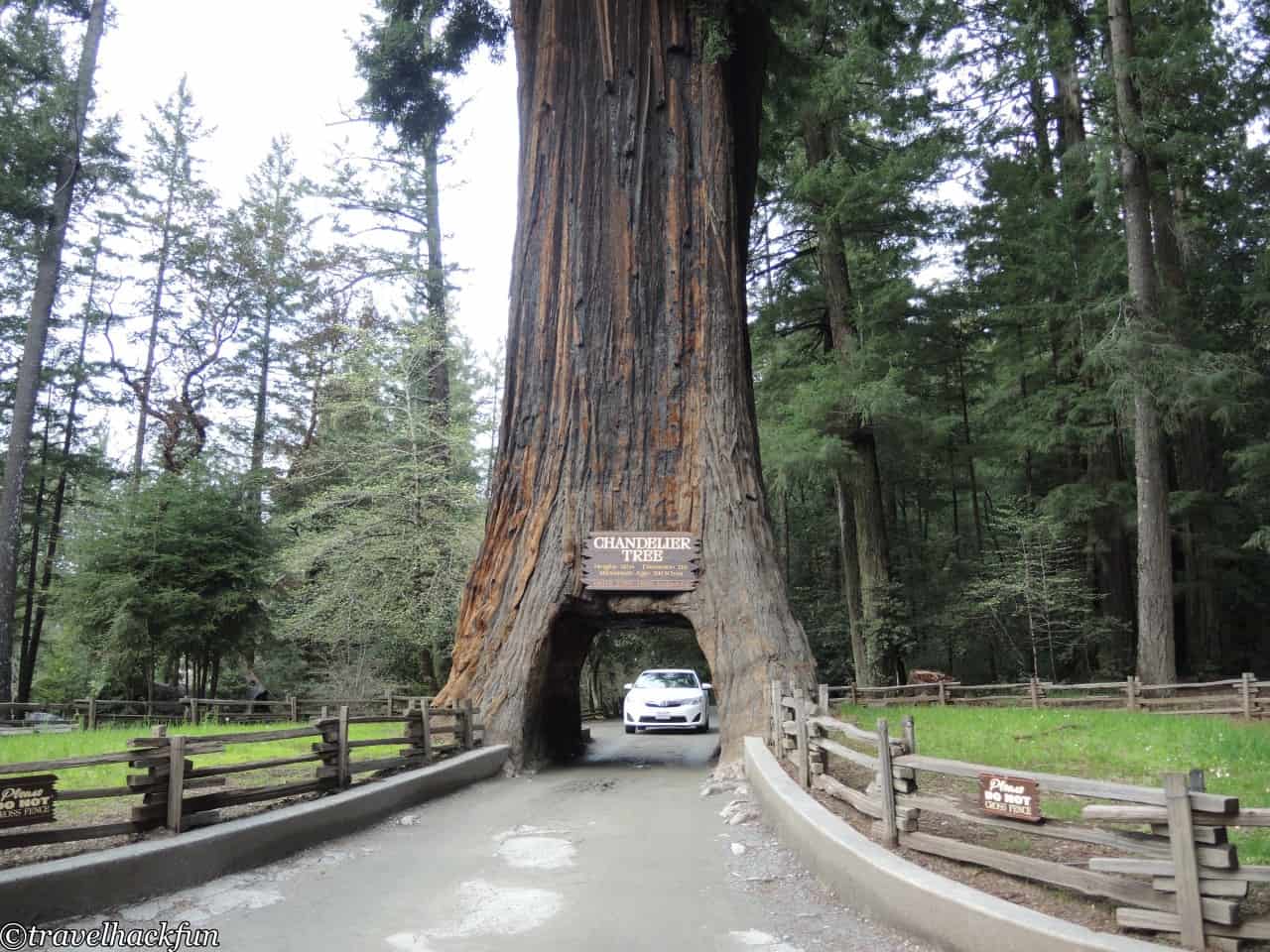 Humboldt Redwoods State Park,Avenue of the giants 62