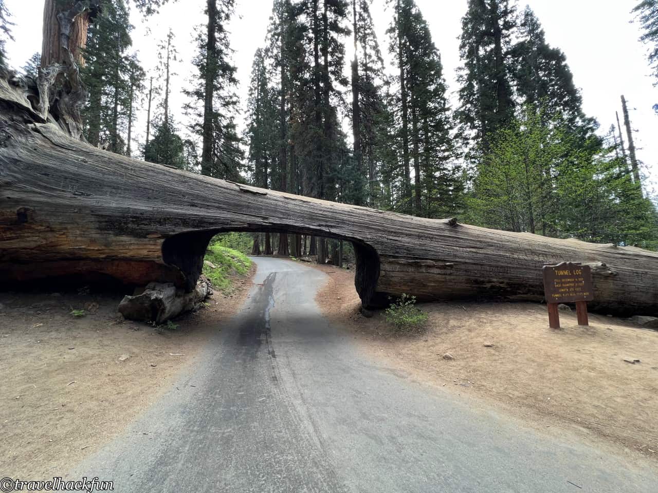Sequoia National Park,紅杉國家公園 98