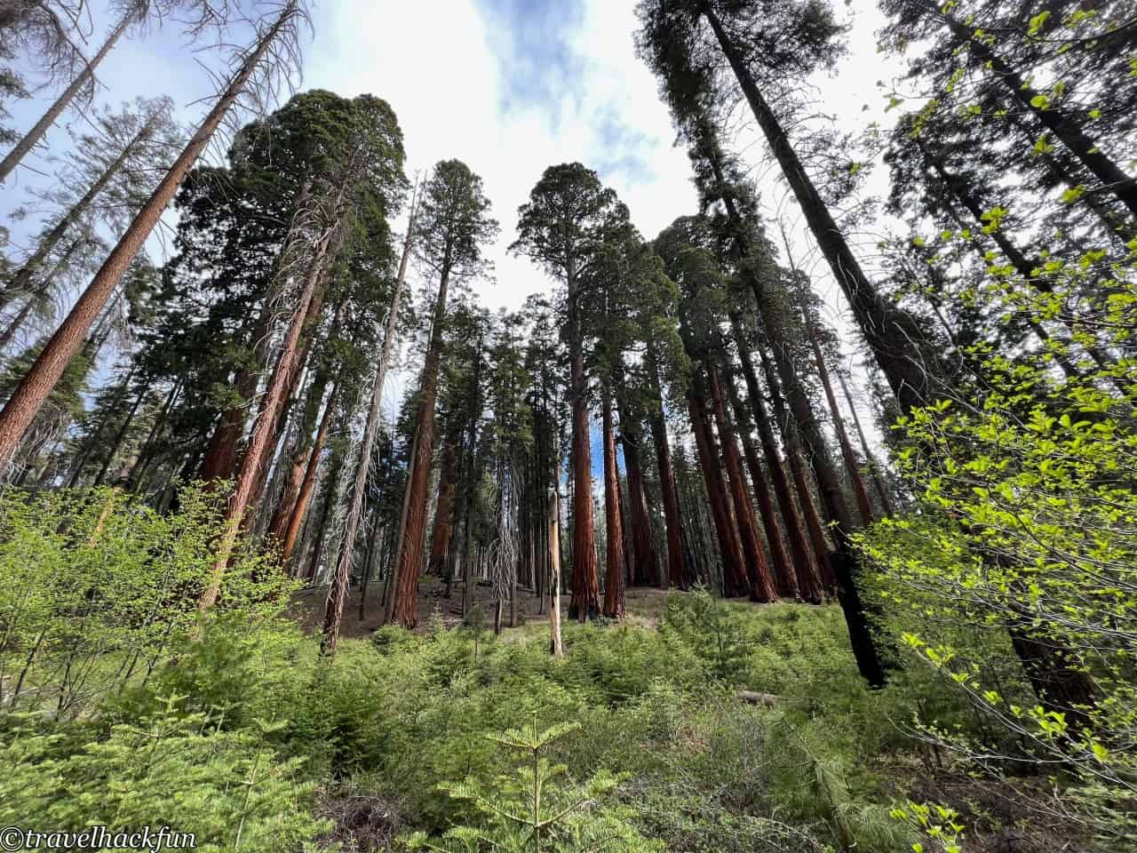 Sequoia National Park,紅杉國家公園 136