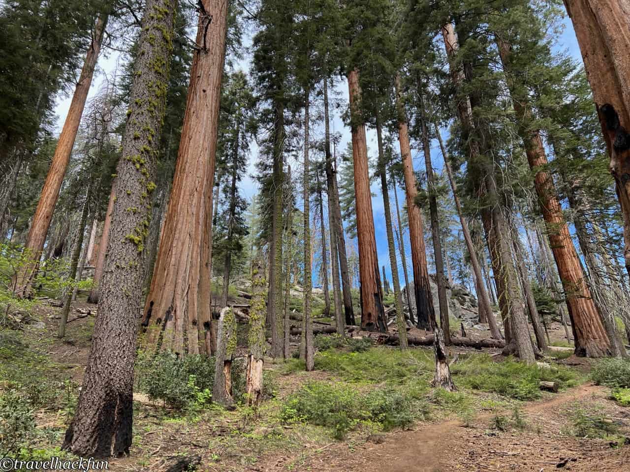 Sequoia National Park,紅杉國家公園 137