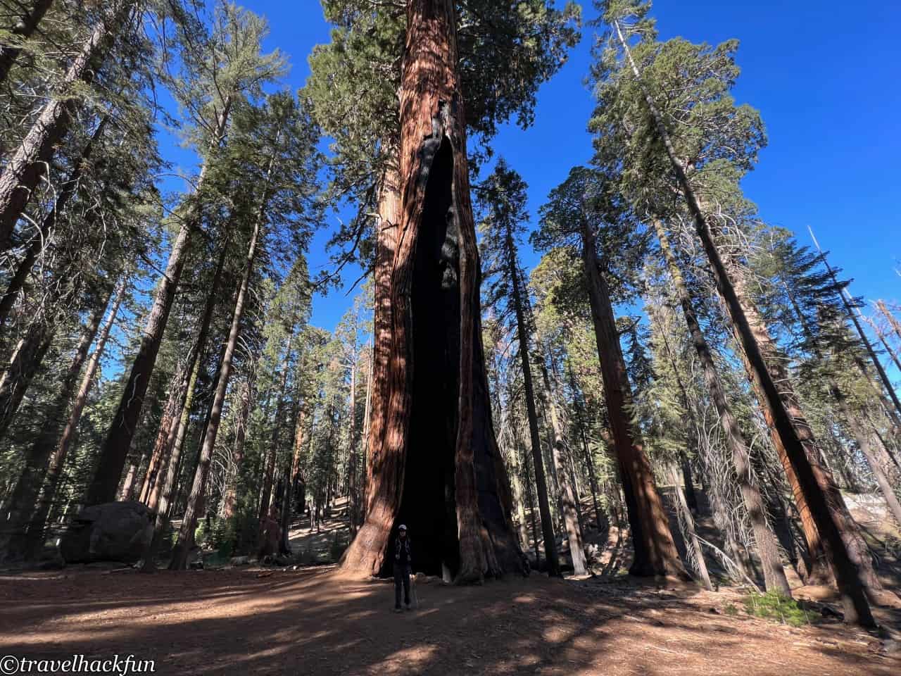 Sequoia National Park,紅杉國家公園 50