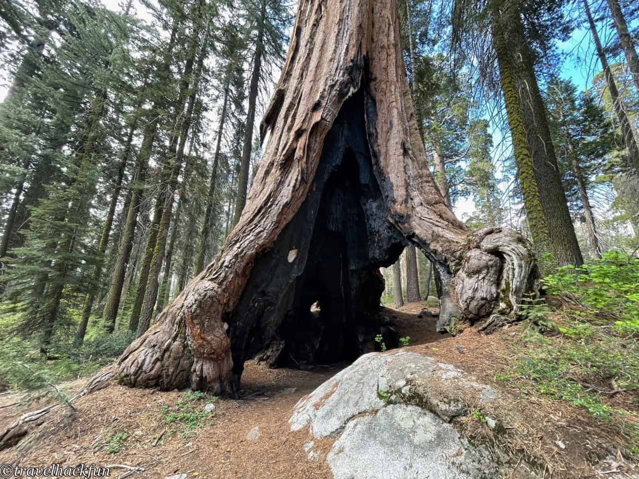Sequoia National Park,紅杉國家公園 138