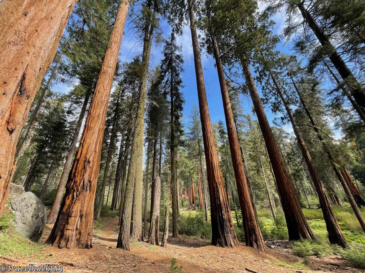 Sequoia National Park,紅杉國家公園 139