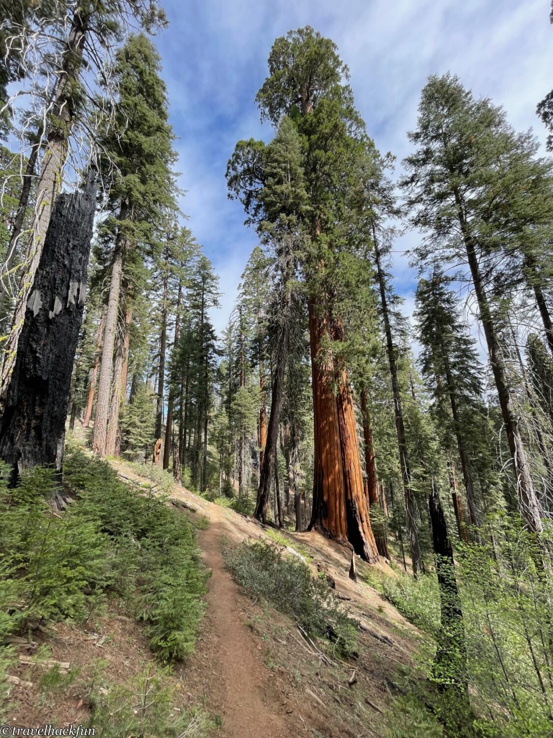 Sequoia National Park,紅杉國家公園 128
