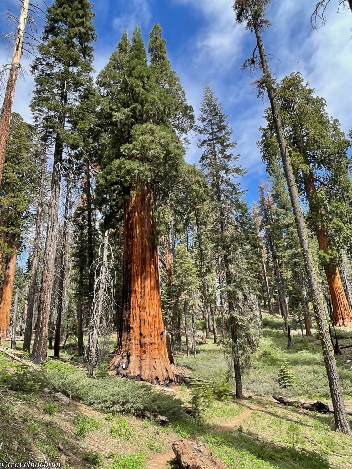 Sequoia National Park,紅杉國家公園 130