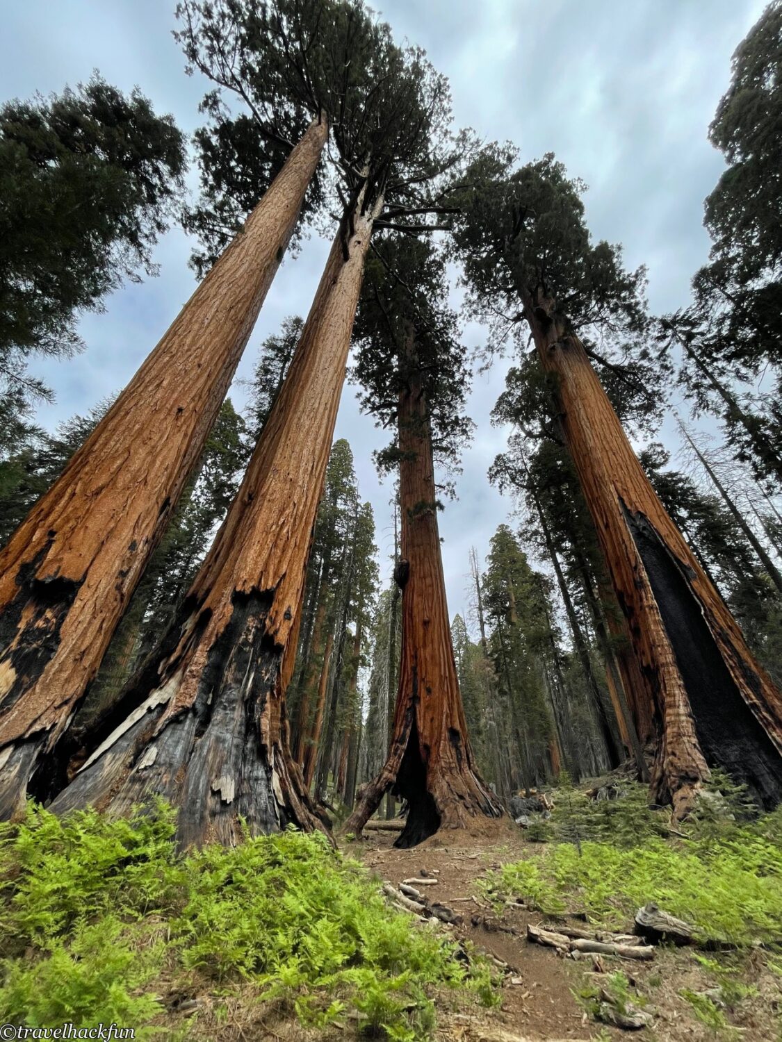 Sequoia National Park,紅杉國家公園 133