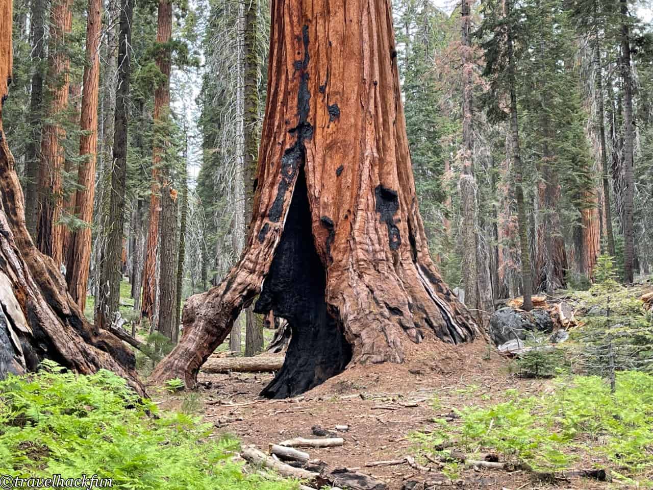 Sequoia National Park,紅杉國家公園 127