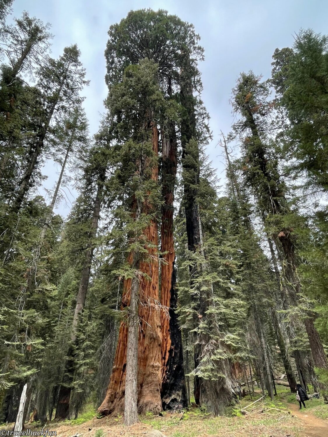 Sequoia National Park,紅杉國家公園 107