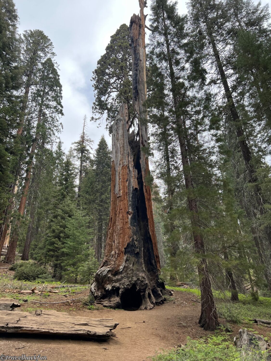 Sequoia National Park,紅杉國家公園 108