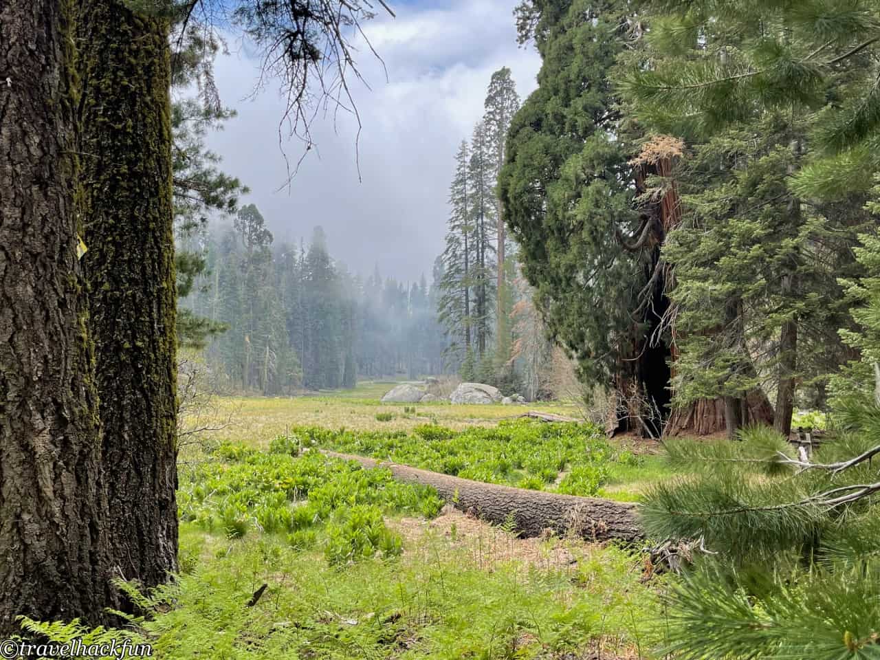 Sequoia National Park,紅杉國家公園 117