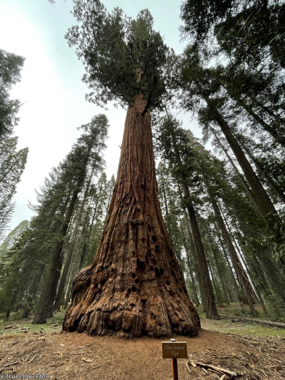 Sequoia National Park,紅杉國家公園 71