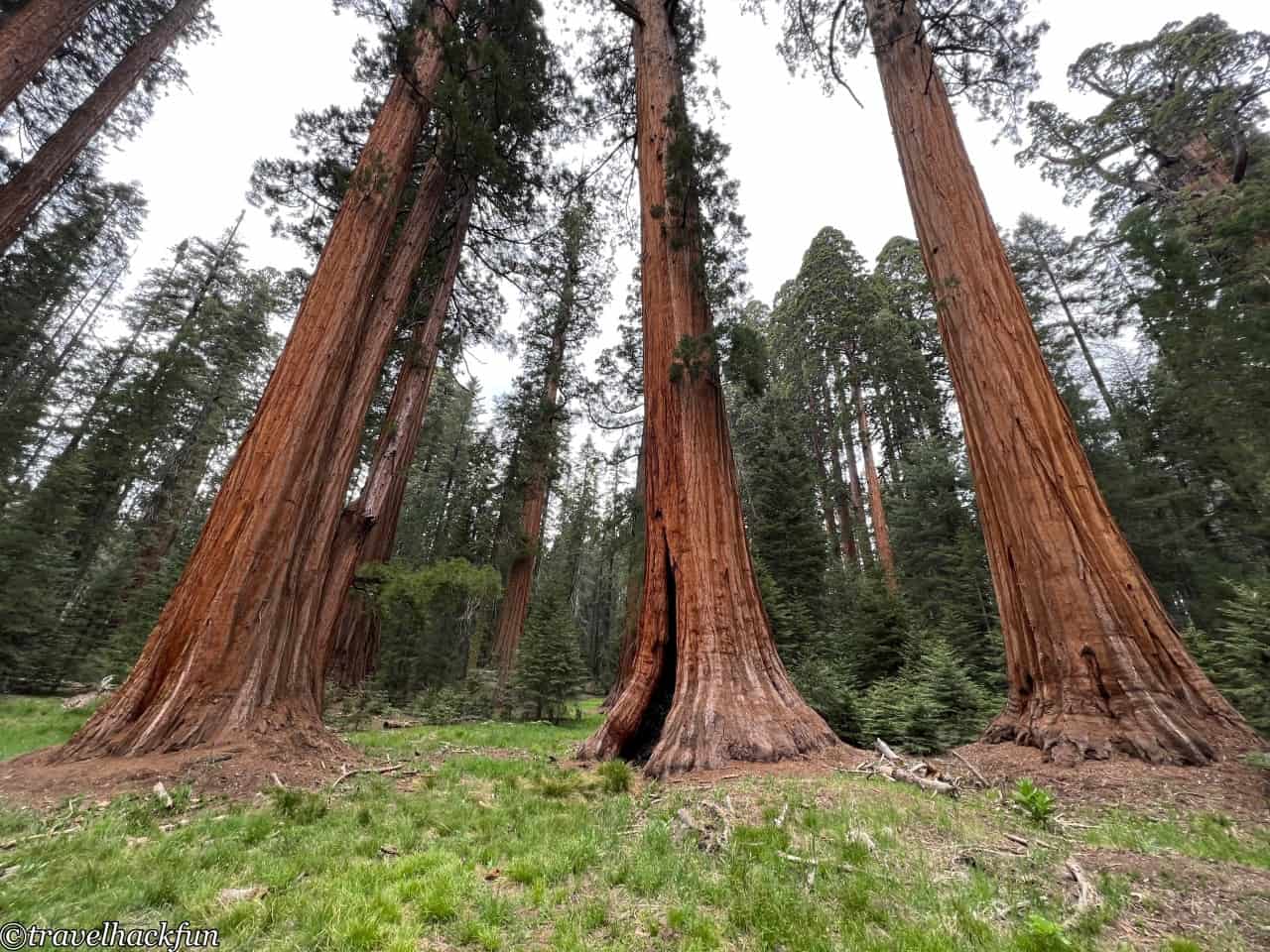 Sequoia National Park,紅杉國家公園 76