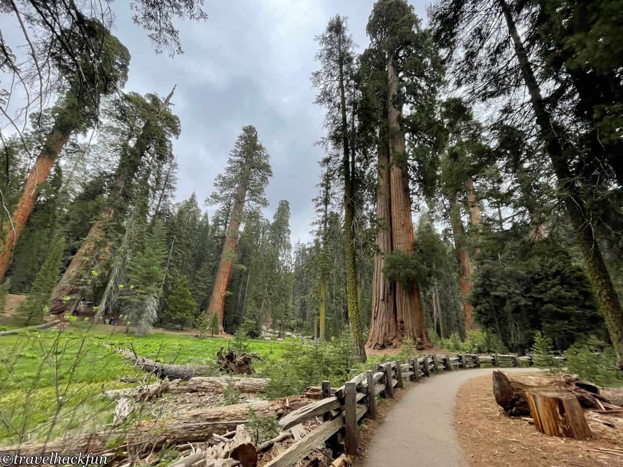 Sequoia National Park,紅杉國家公園 78