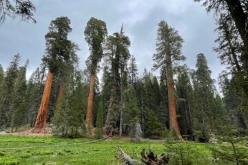 Sequoia National Park,紅杉國家公園 1