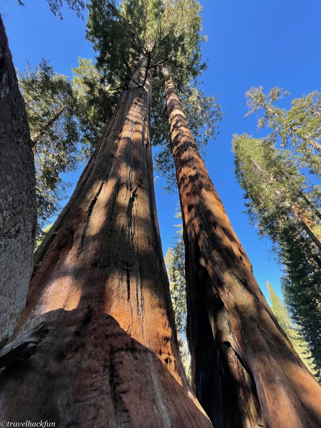 Sequoia National Park,紅杉國家公園 27
