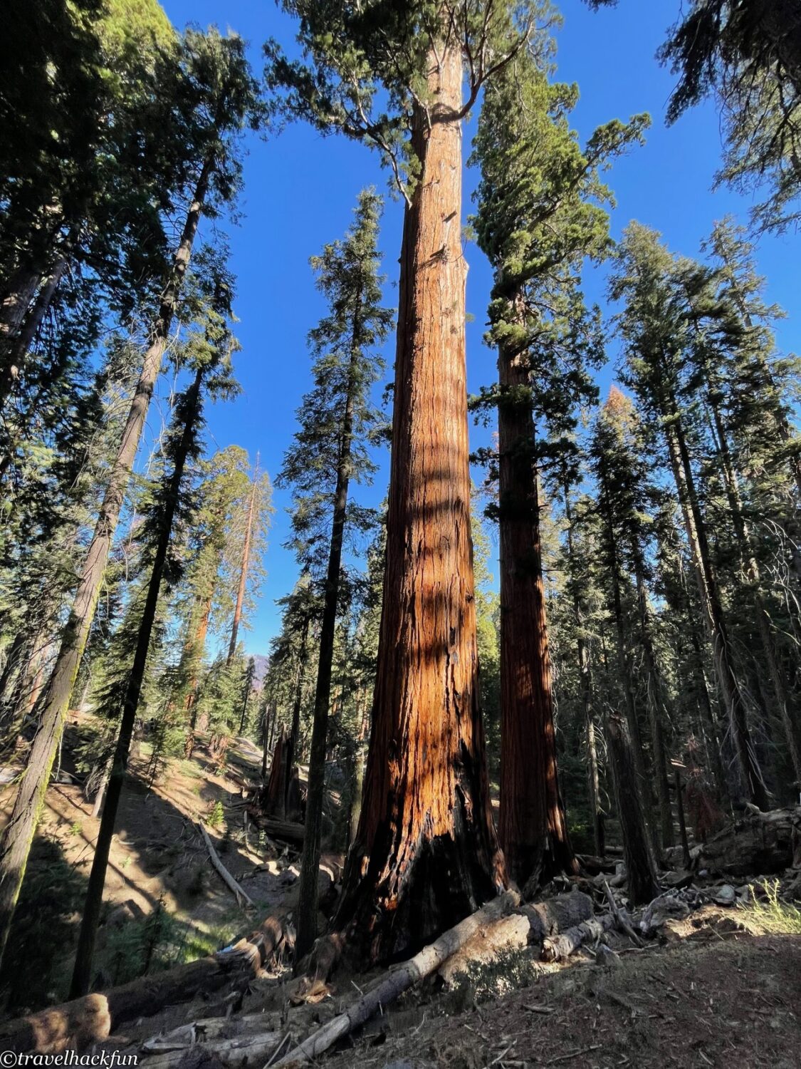 Sequoia National Park,紅杉國家公園 33