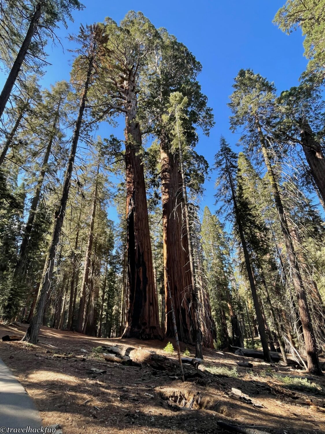Sequoia National Park,紅杉國家公園 35