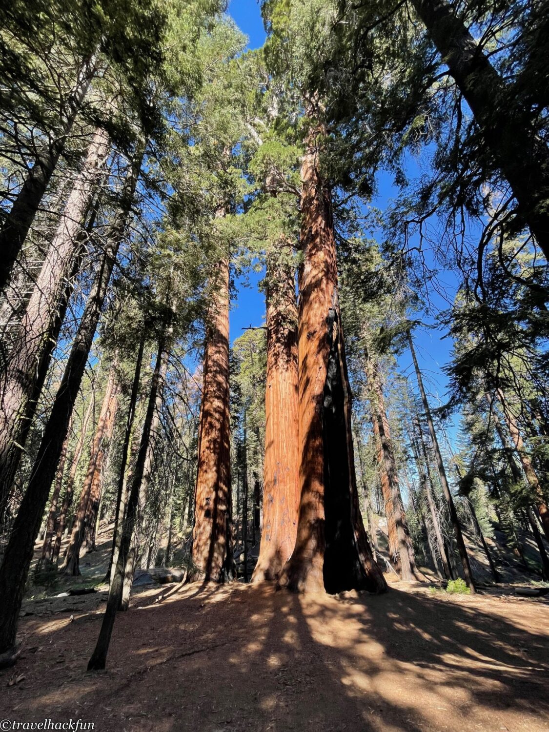 Sequoia National Park,紅杉國家公園 36