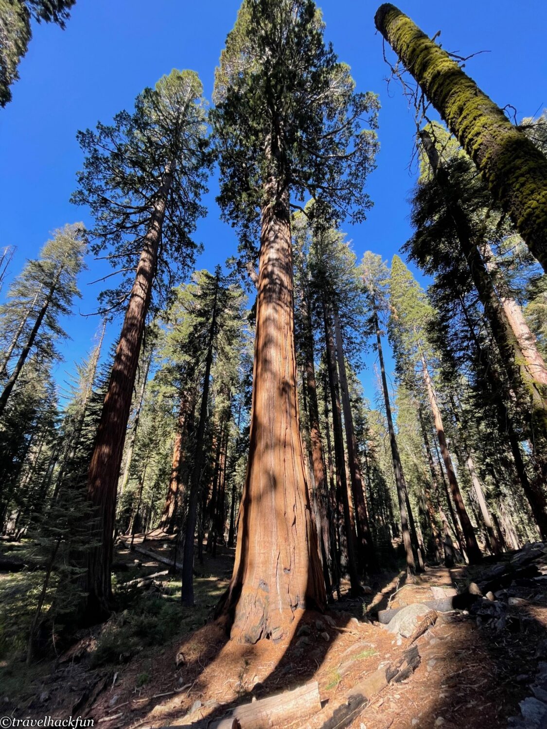 Sequoia National Park,紅杉國家公園 37
